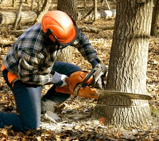 Tree Removal in Dubberly, LA
